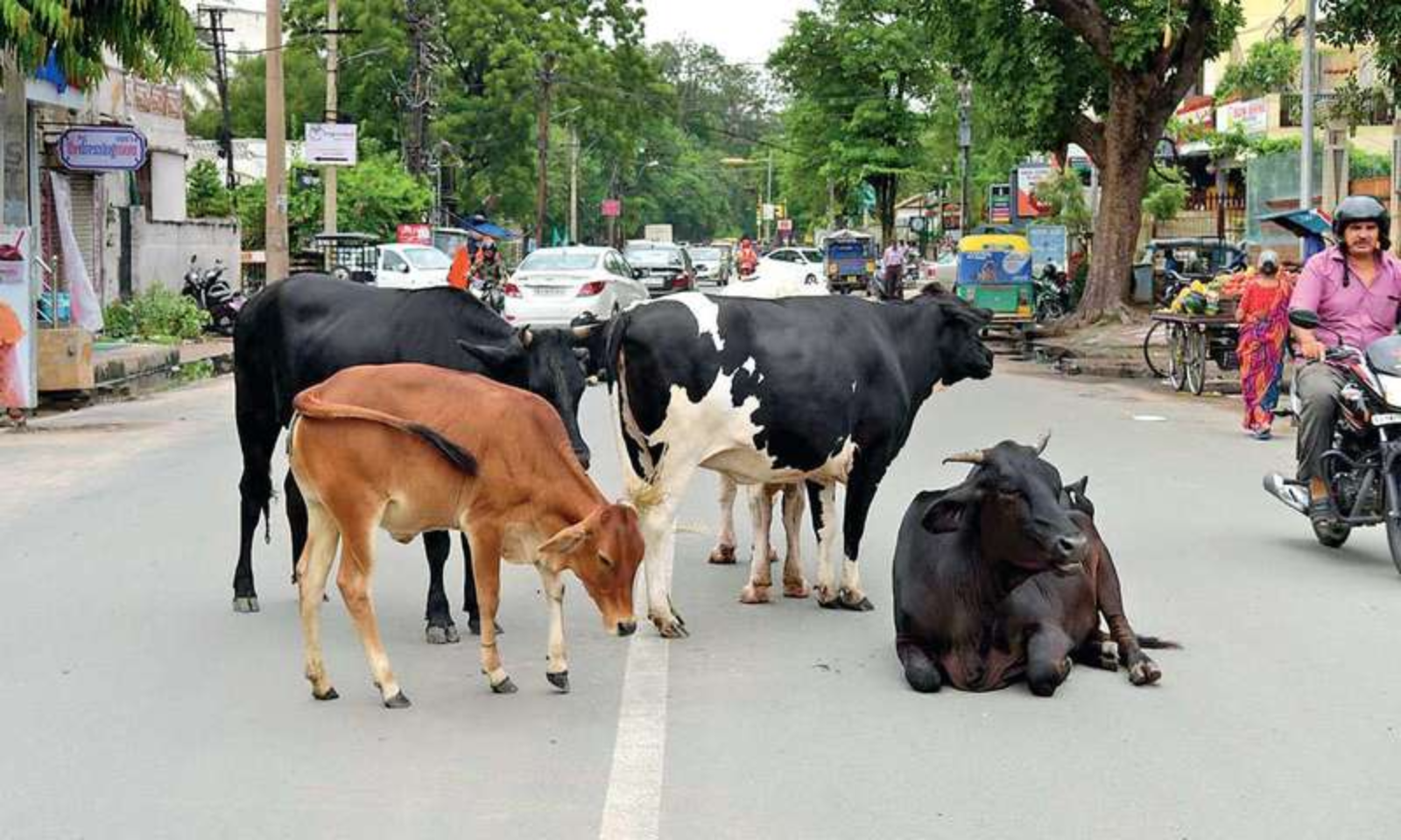 Gujarat High Court Slams Police for Failure to Address Cattle Crisis: “Stars on Your Shoulder Mean Great Accountability”